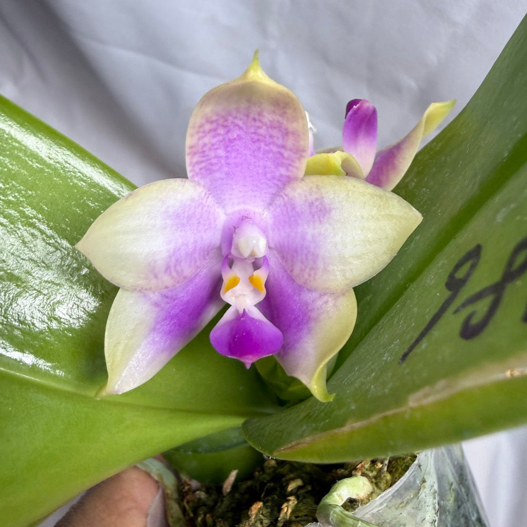 AMM186 Phalaenopsis Mituo Reflex Dragon x Mituo Purple Star 260608 Flowering Seed Grown