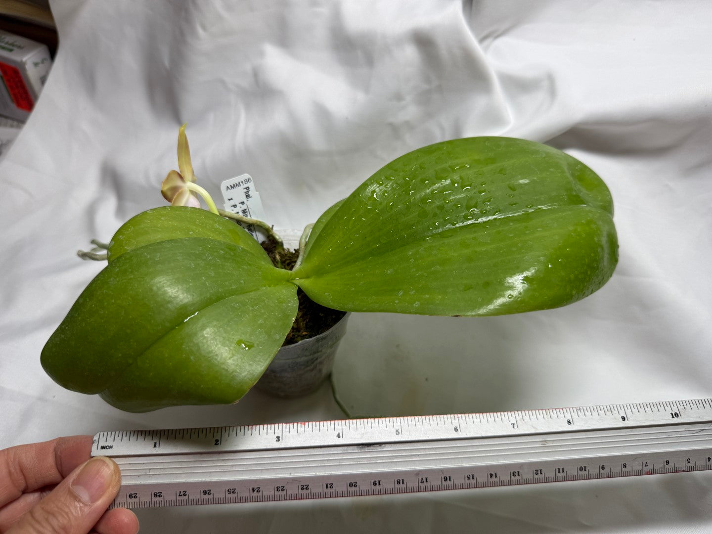 AMM186 Phalaenopsis Mituo Reflex Dragon x Mituo Purple Star 260812 Flowering Seed Grown