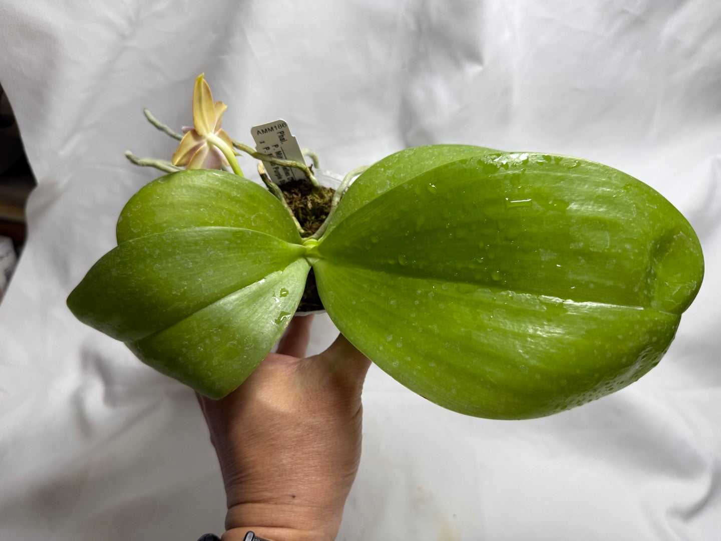 AMM186 Phalaenopsis Mituo Reflex Dragon x Mituo Purple Star 260812 Flowering Seed Grown
