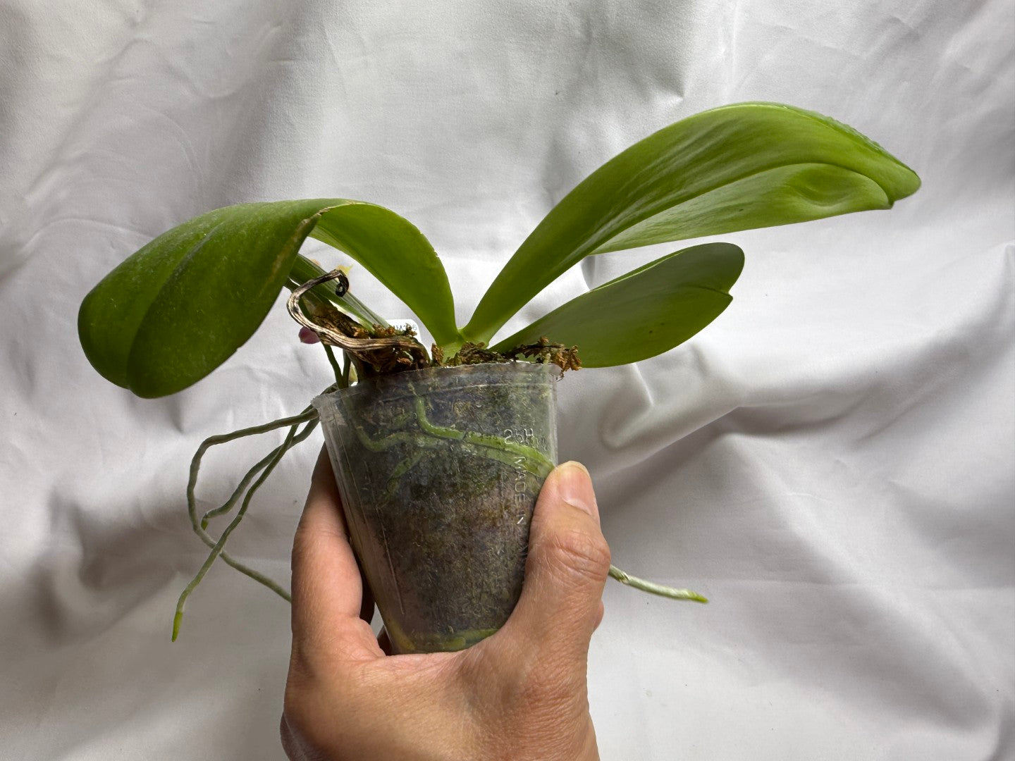 AMM186 Phalaenopsis Mituo Reflex Dragon x Mituo Purple Star 260812 Flowering Seed Grown