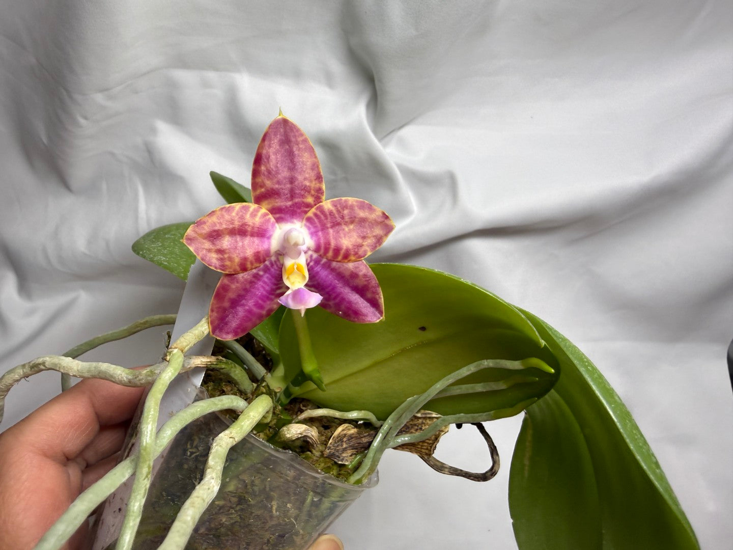 AMM186 Phalaenopsis Mituo Reflex Dragon x Mituo Purple Star 260812 Flowering Seed Grown