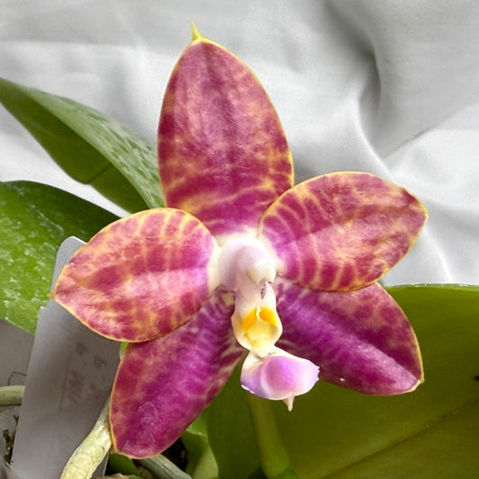 A close-up of a Phalaenopsis orchid flower with magenta-purple and yellow marbled petals, green leaves, and a small pale lip, photographed against a light draped fabric background.