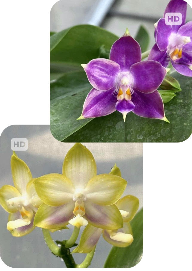 Phalaenopsis Mituo Reflex Dragon 'Lilac' x Mituo Purple Star