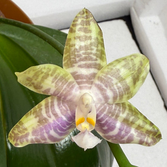Phalaenopsis Mituo Star Spot 250802 Flowering seed grown