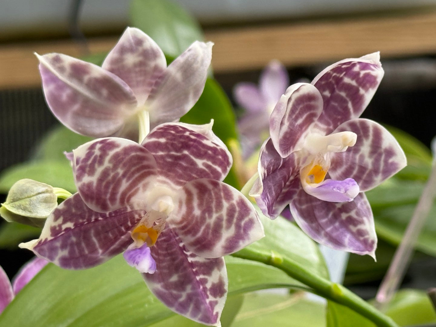 Phalaenopsis Mituo Star Spot 260310 Flowering