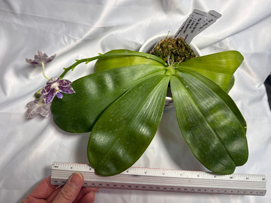 Phalaenopsis Mituo Star Spot 260310 Flowering