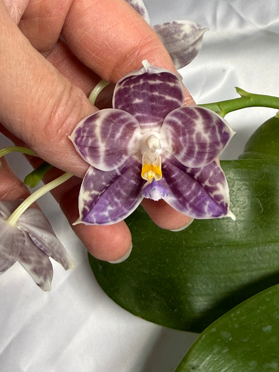 Phalaenopsis Mituo Star Spot 260310 Flowering