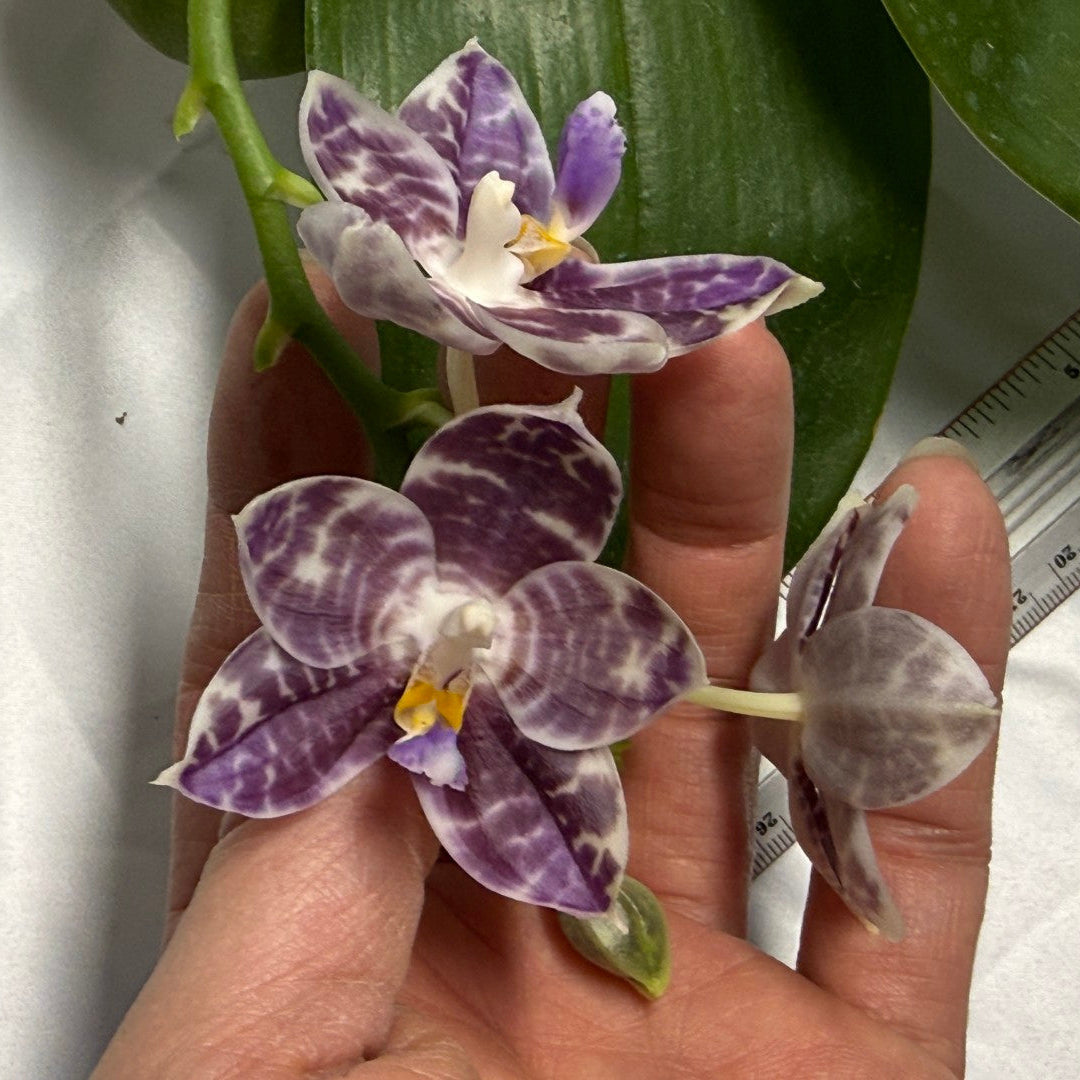 Phalaenopsis Mituo Star Spot 260310 Flowering