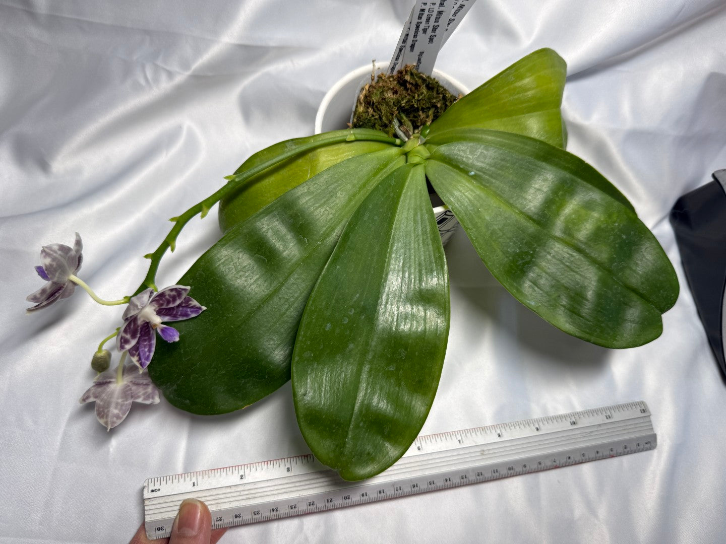 Phalaenopsis Mituo Star Spot 260310 Flowering