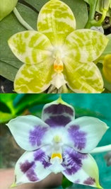 Phalaenopsis (Mel's Lovely Giant x Mituo Golden Tiger) x Mituo Speciosa Dragon - seed grown