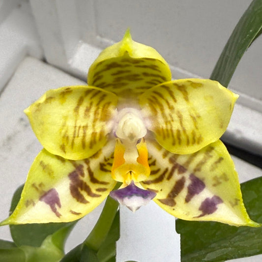 Phalaenopsis Mituo Pom Pom 250823 Flowering