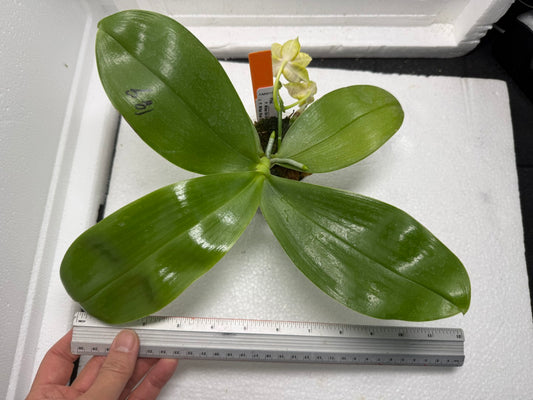 Phalaenopsis Mituo Pom Pom 250823 Flowering