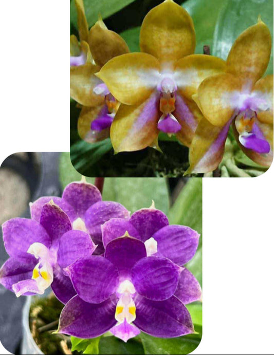 Phalaenopsis (Mituo GH King Star x Mituo Blue Cat) - seed grown