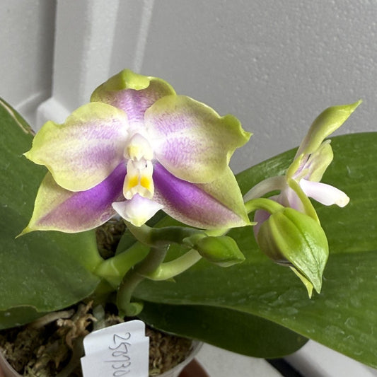 Phalaenopsis Mituo Blue Sphinx 250730-B Flowering