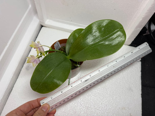 Phalaenopsis Mituo Blue Sphinx 250802 Flowering