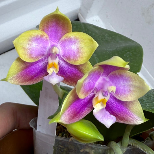 Phalaenopsis Mituo Blue Sphinx 250802 Flowering