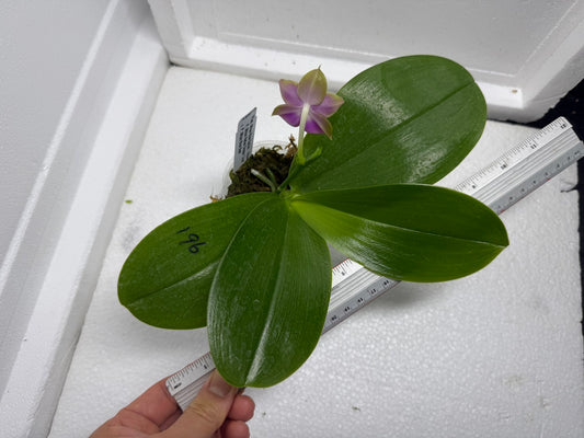 Phalaenopsis Mituo Blue Sphinx 250803 Flowering