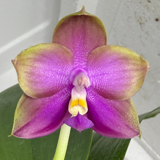 Phalaenopsis Mituo Blue Sphinx 250803 Flowering