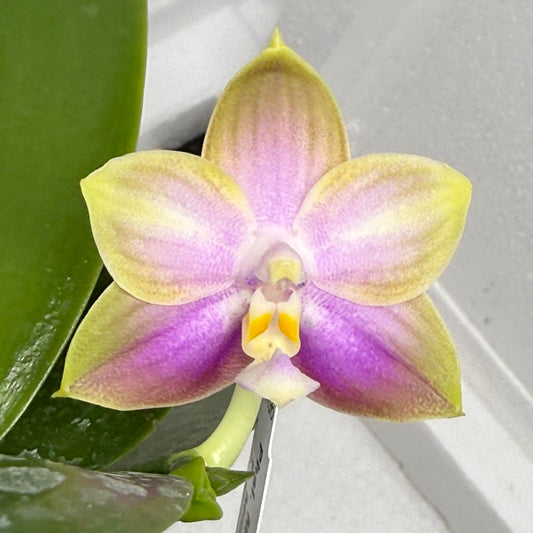 Phalaenopsis Mituo Blue Sphinx 250816 Flowering