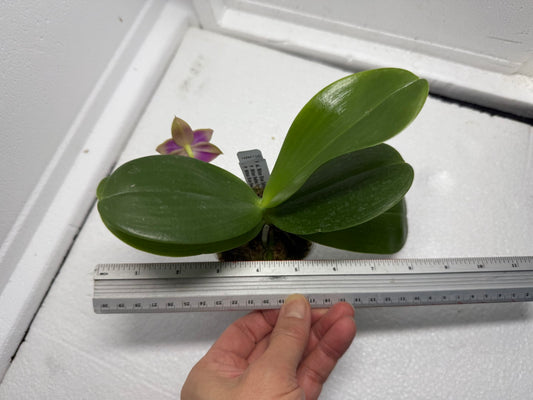 Phalaenopsis Mituo Blue Sphinx 250823 Flowering