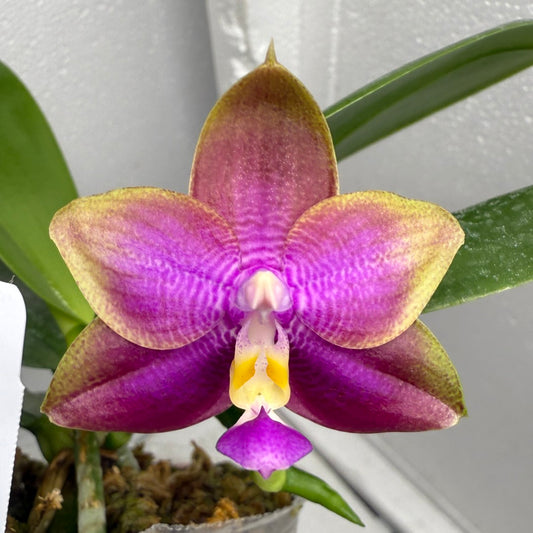 Phalaenopsis Mituo Blue Sphinx 250823 Flowering