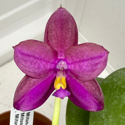 Phalaenopsis Mituo Blue Sphinx 250901 Flowering 2 spikes
