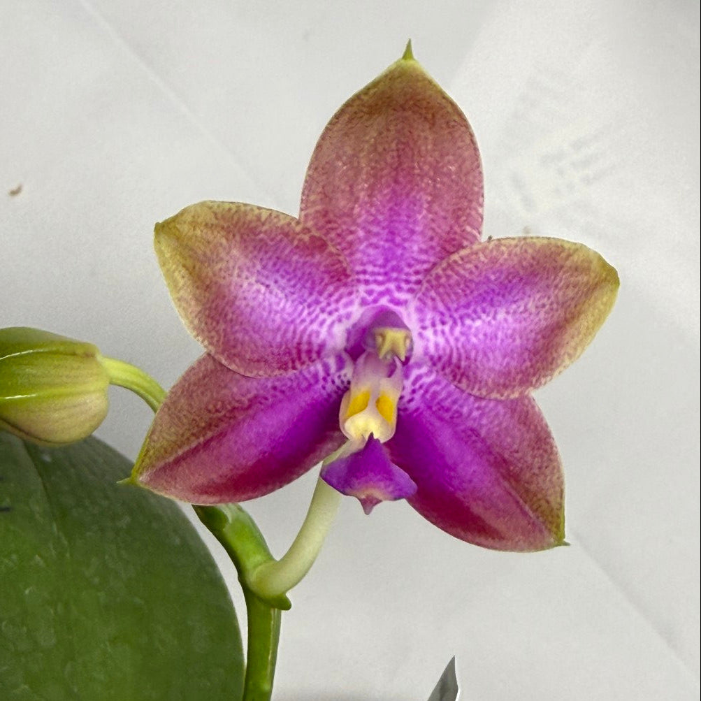 Phalaenopsis Mituo Blue Sphinx 251118 Flowering Seed Grown