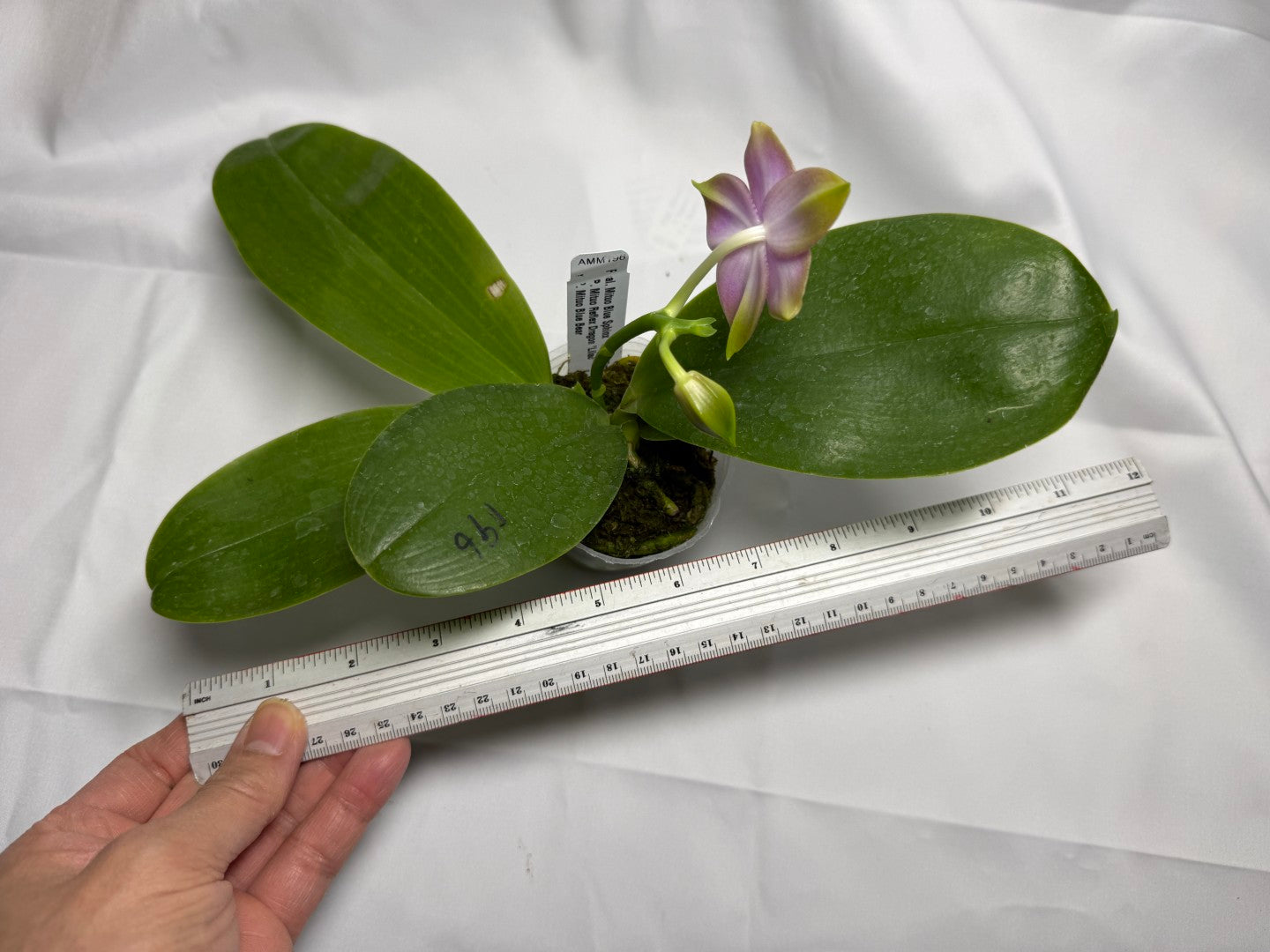 Phalaenopsis Mituo Blue Sphinx 251118 Flowering Seed Grown