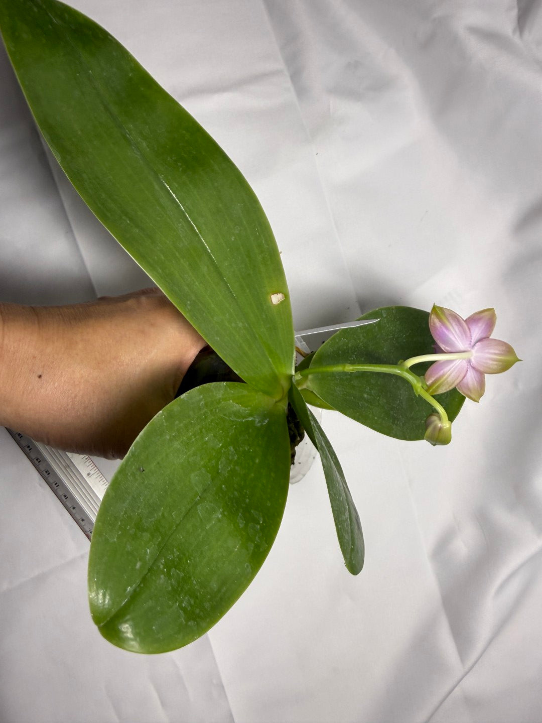 Phalaenopsis Mituo Blue Sphinx 251118 Flowering Seed Grown