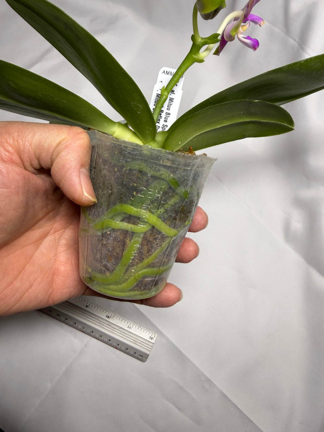 Phalaenopsis Mituo Blue Sphinx 251118 Flowering Seed Grown