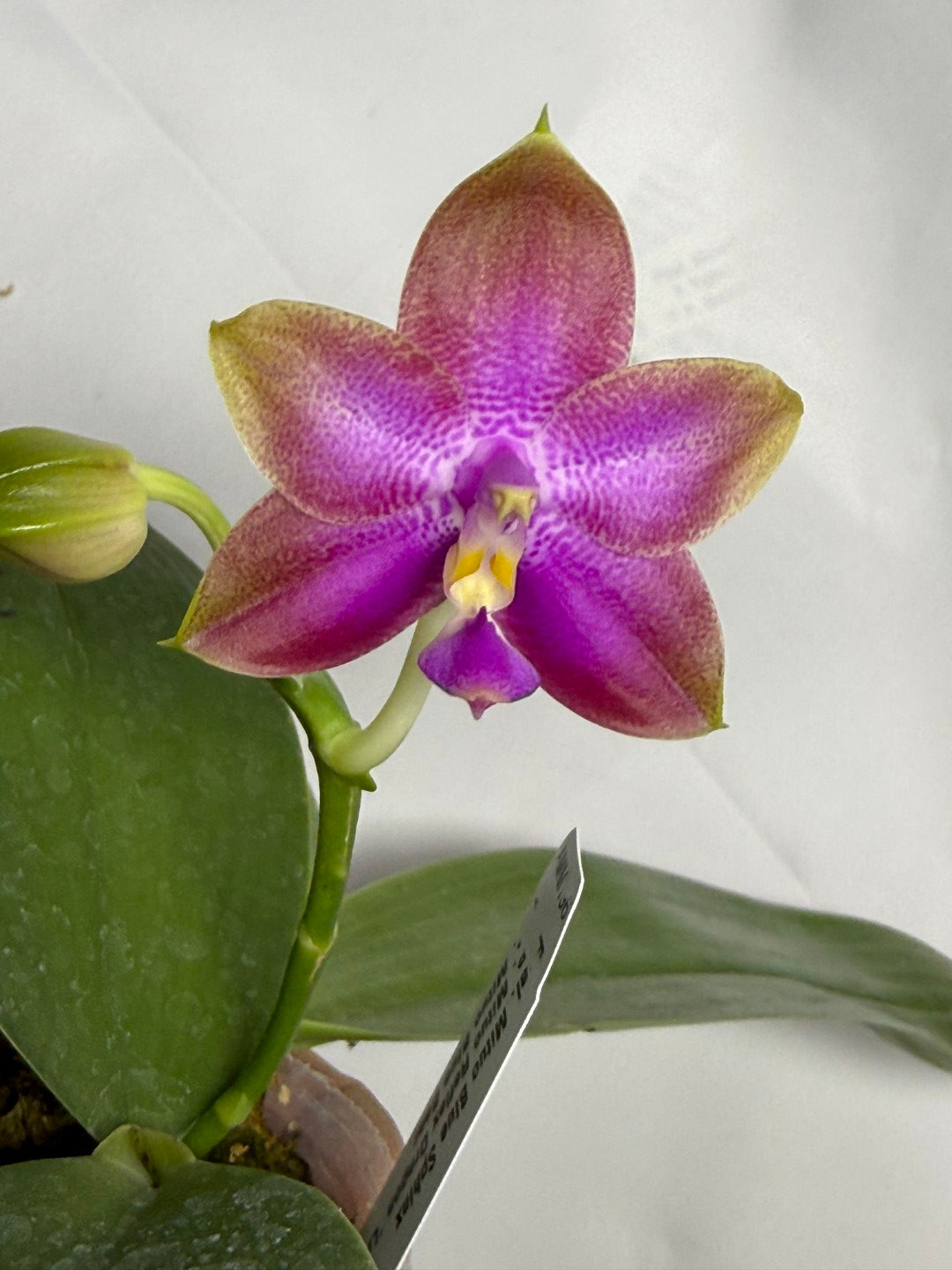 Phalaenopsis Mituo Blue Sphinx 251118 Flowering Seed Grown