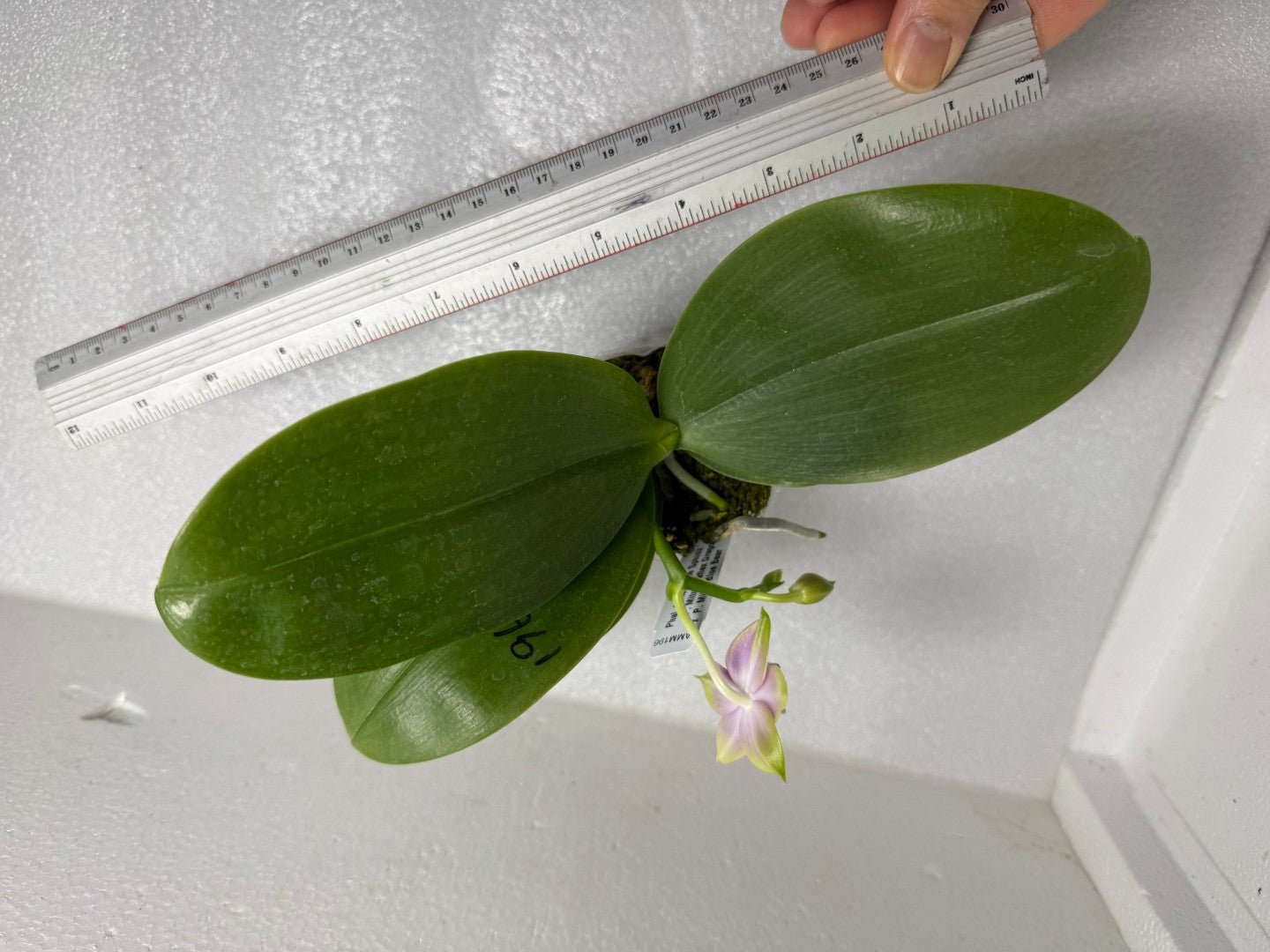 Phalaenopsis Mituo Blue Sphinx 250714-A Flowering
