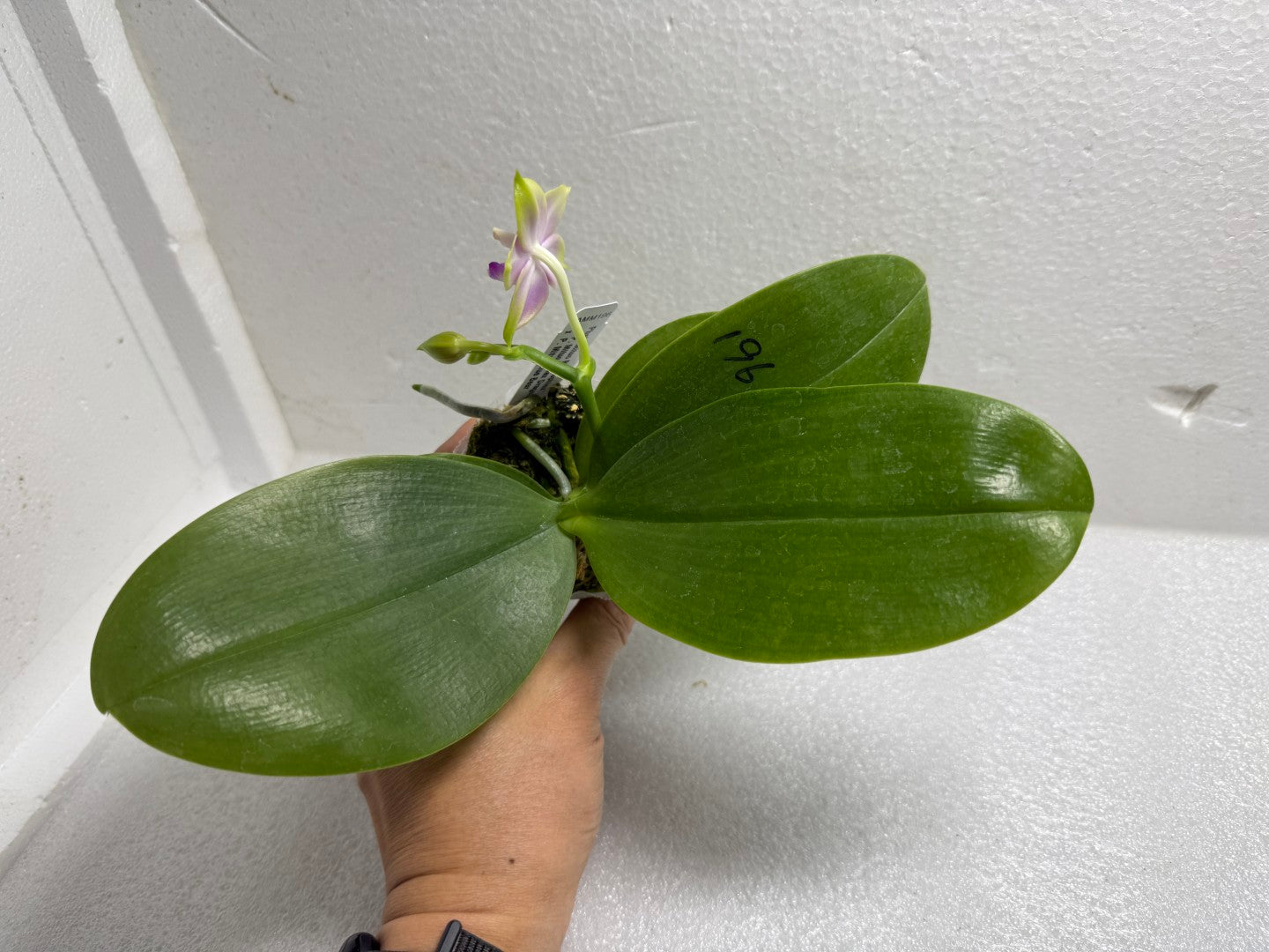 Phalaenopsis Mituo Blue Sphinx 250714-A Flowering