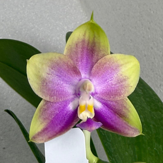 Phalaenopsis Mituo Blue Sphinx 250714-A Flowering
