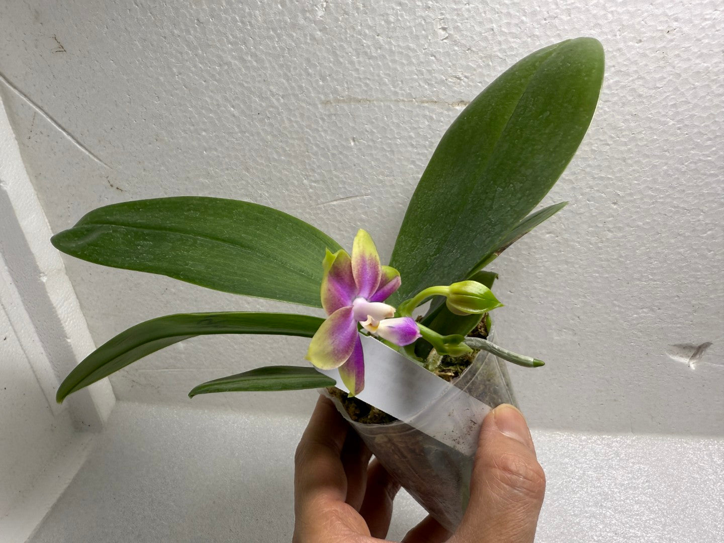 Phalaenopsis Mituo Blue Sphinx 250714-A Flowering