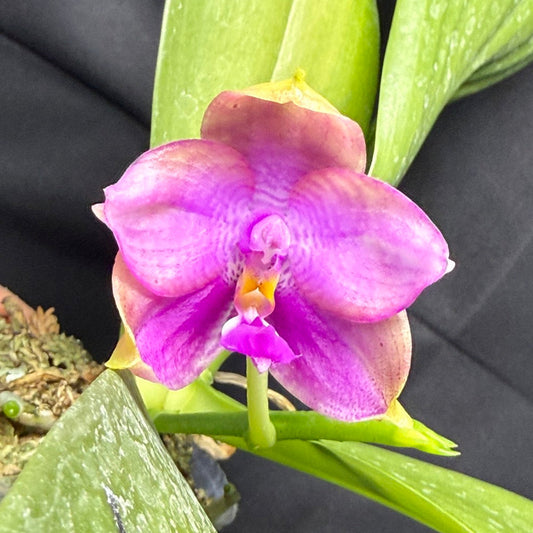 Phalaenopsis Mituo Mimi 260203 Flowering Large Plant