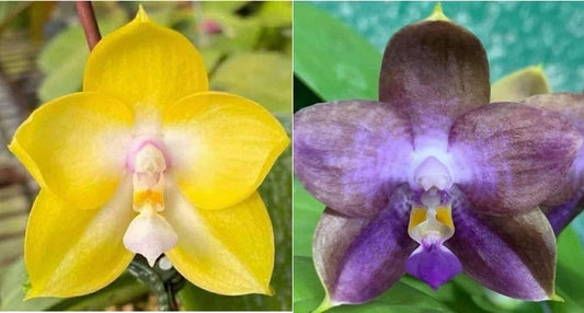 Phalaenopsis (Mituo Gelb Eagle X Mituo 24 Solar Terms) - seed grown