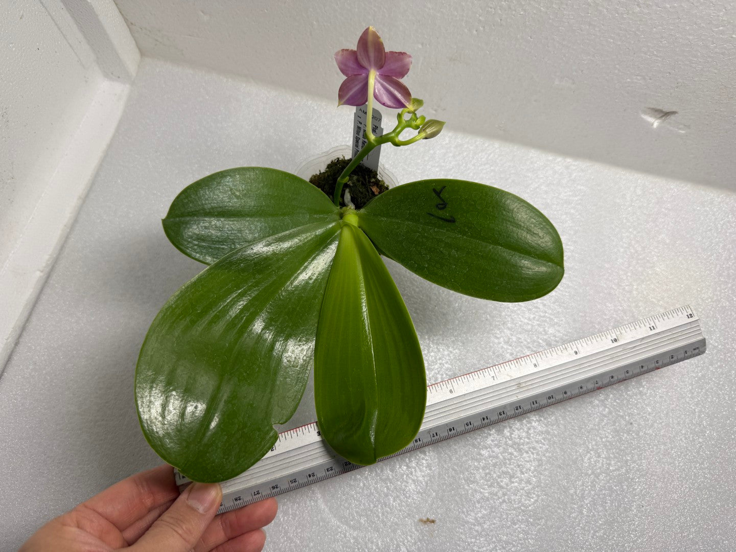 Phalaenopsis (Mituo Reflex Dragon X Mituo Special Princess) 250714
