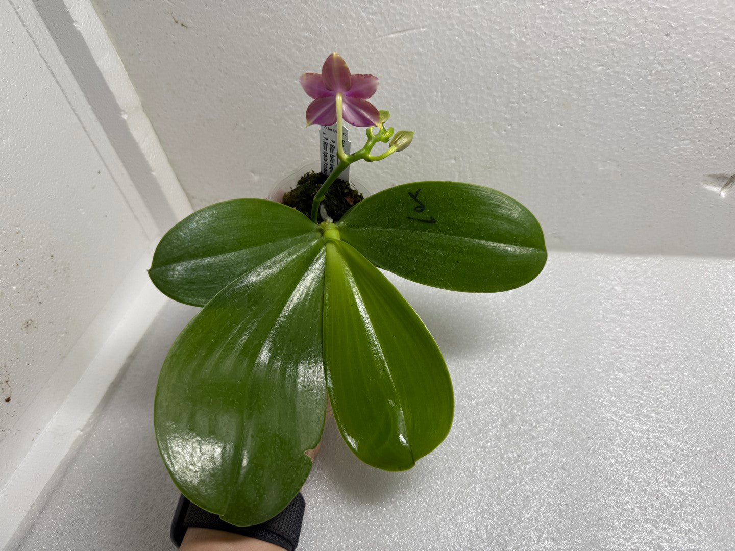 Phalaenopsis (Mituo Reflex Dragon X Mituo Special Princess) 250714