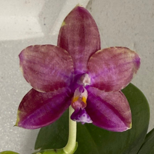 Phalaenopsis (Mituo Reflex Dragon X Mituo Special Princess) 250714