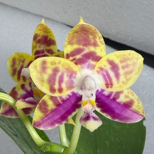 Phalaenopsis (Mituo Reflex Dragon X Mituo Special Princess) 250727 Flowering