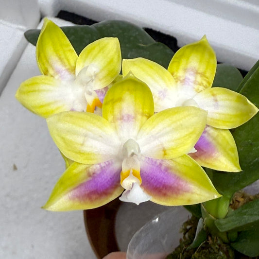 Phalaenopsis (Mituo Reflex Dragon X Mituo Special Princess) 250810-B Flowering