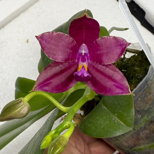 Phalaenopsis (Mituo Reflex Dragon X Mituo Special Princess) 250810-D Flowering