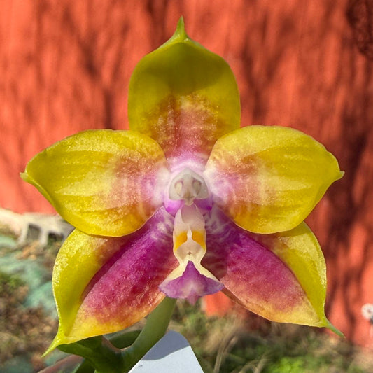 Phalaenopsis (Mituo Reflex Dragon X Mituo Special Princess) 251227 Flowering
