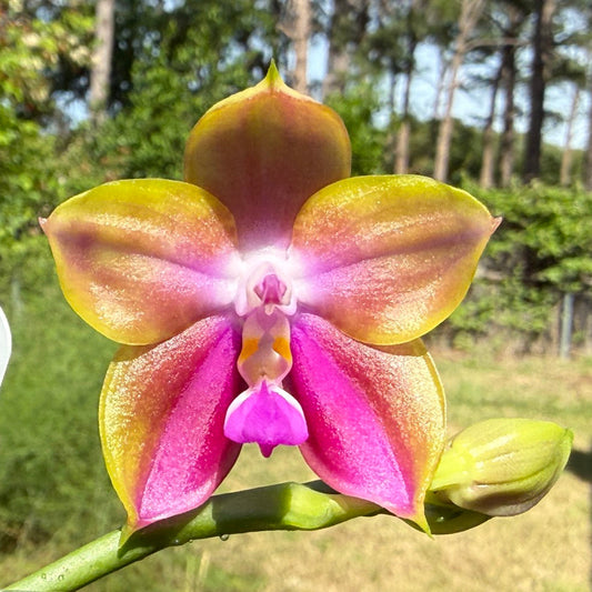 Phalaenopsis (Mituo Reflex Dragon X Mituo Special Princess) Seed Grown 260404 Flowering