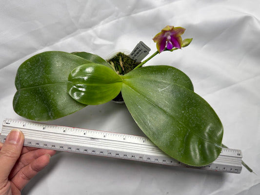 Phalaenopsis (Mituo Reflex Dragon X Mituo Special Princess) Seed Grown 260404 Flowering