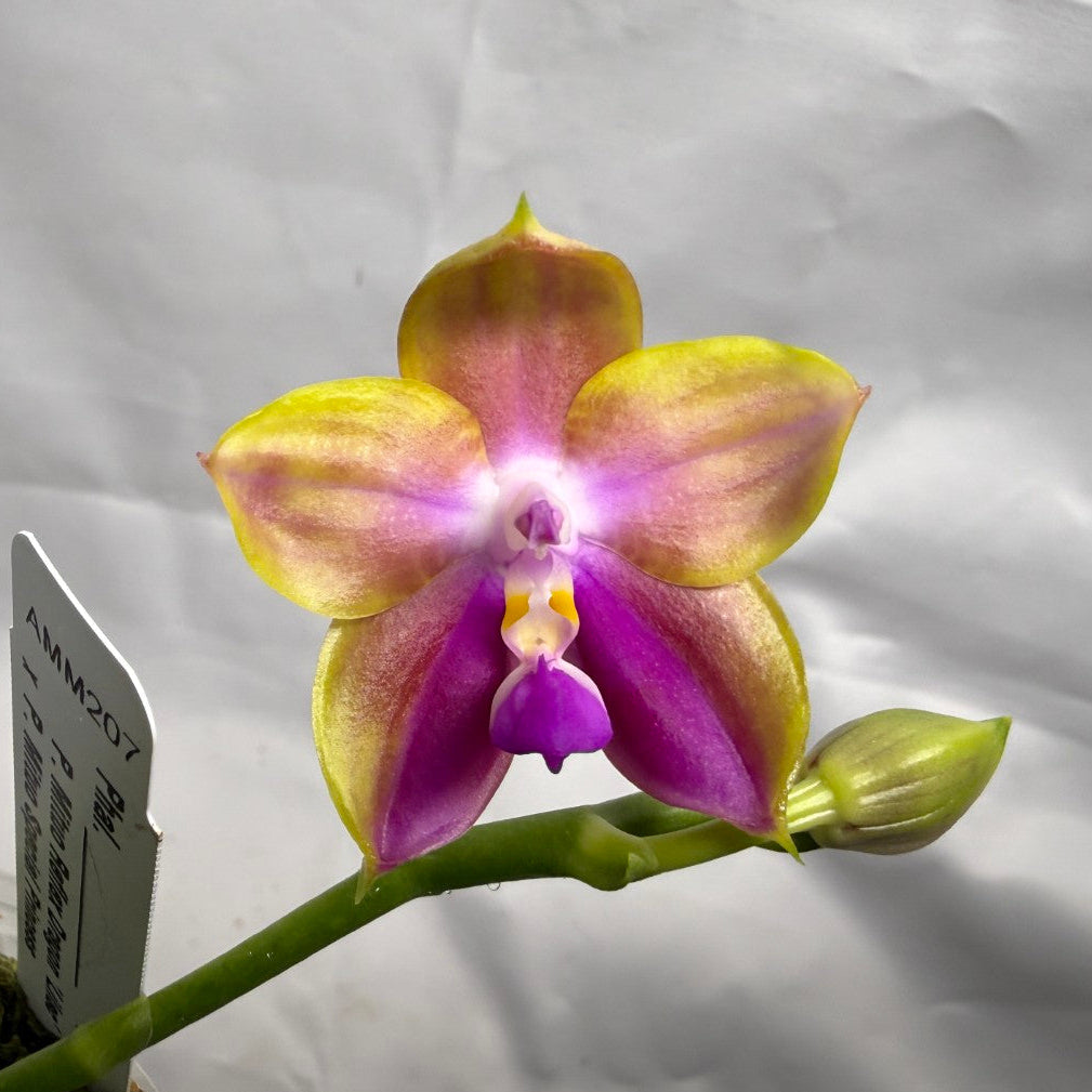 Phalaenopsis (Mituo Reflex Dragon X Mituo Special Princess) Seed Grown 260404 Flowering
