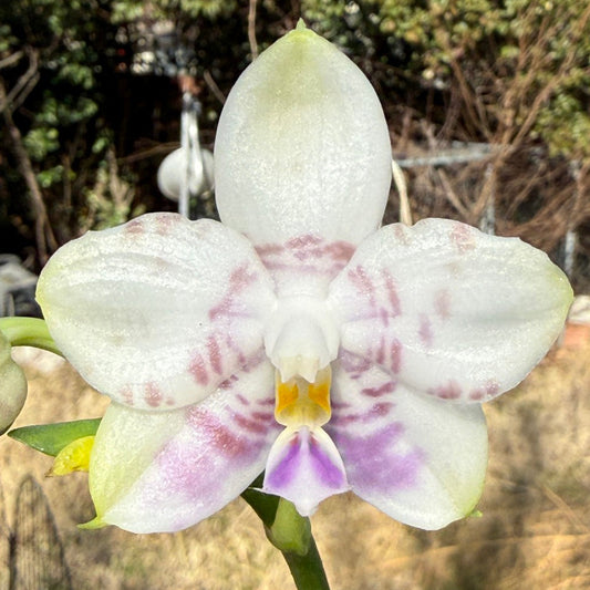 Phalaenopsis Mituo Purple Tiger 260203 Flowering