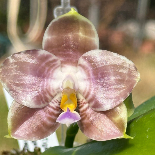 Phalaenopsis Mituo Purple Tiger 260301 Flowering