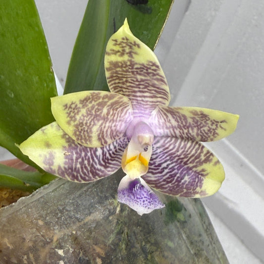Phalaenopsis Mituo Purple Dragon x Mituo Purple Star 250816 Flowering